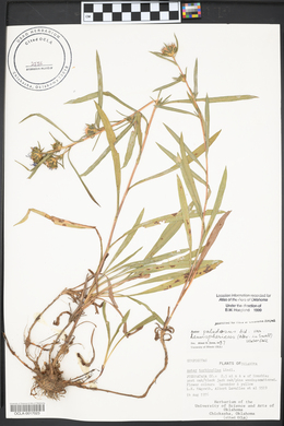 Eurybia hemispherica image