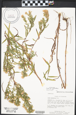 Symphyotrichum praealtum image