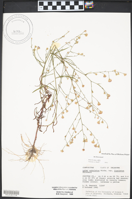 Symphyotrichum subulatum var. ligulatum image