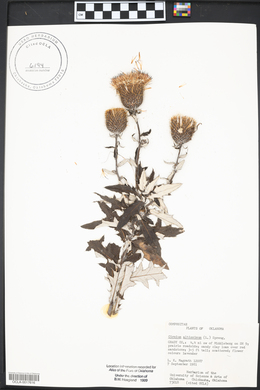 Cirsium altissimum image