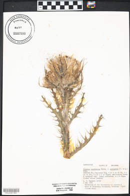 Cirsium horridulum image