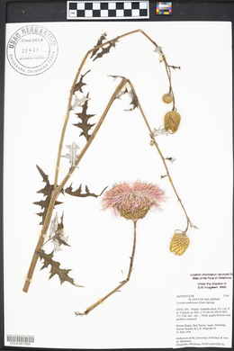 Cirsium undulatum image