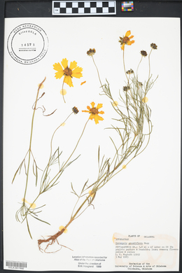 Coreopsis grandiflora image