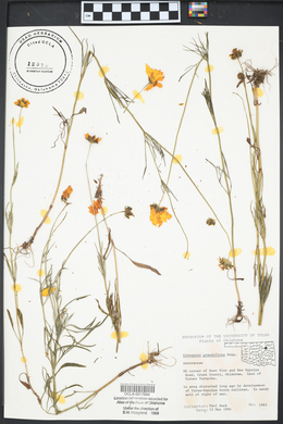 Coreopsis grandiflora image