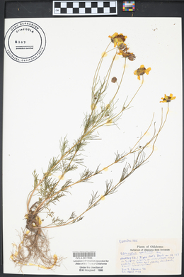 Coreopsis grandiflora image