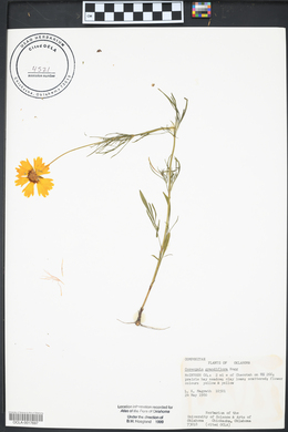 Coreopsis grandiflora image