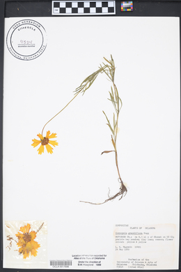 Coreopsis grandiflora image