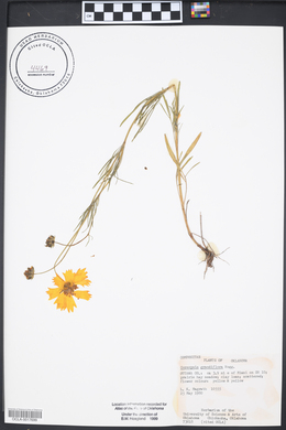 Coreopsis grandiflora image