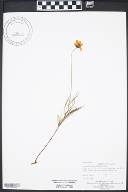 Coreopsis grandiflora image