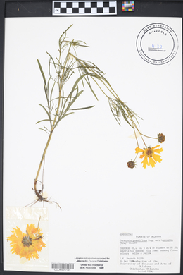 Coreopsis grandiflora image