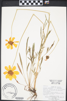 Coreopsis lanceolata image