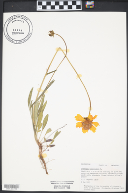 Coreopsis lanceolata image