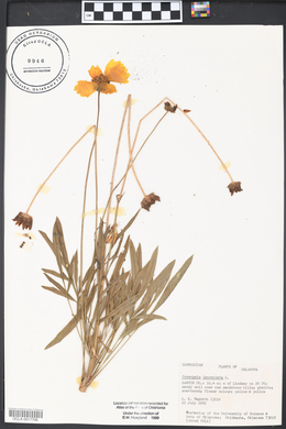 Coreopsis lanceolata image