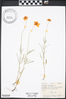 Coreopsis lanceolata image