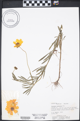 Coreopsis pubescens image