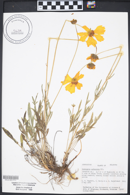 Coreopsis pubescens image