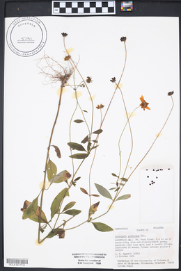 Coreopsis pubescens image