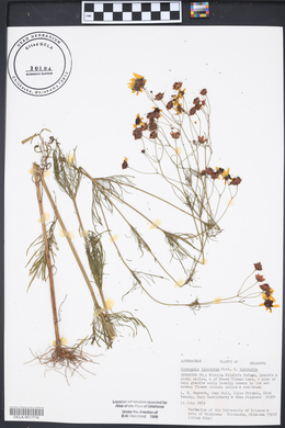 Coreopsis tinctoria image