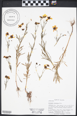 Coreopsis tinctoria image