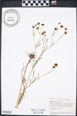 Coreopsis tinctoria image