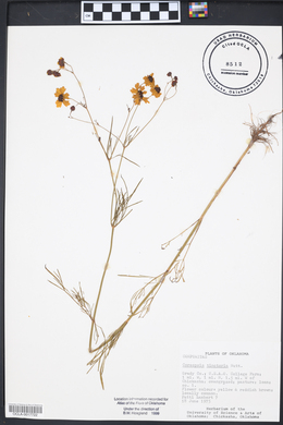 Coreopsis tinctoria image