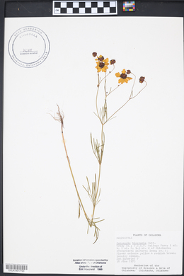 Coreopsis tinctoria image