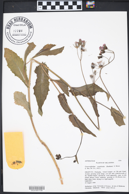 Crassocephalum crepidioides image