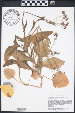 Crassocephalum crepidioides image