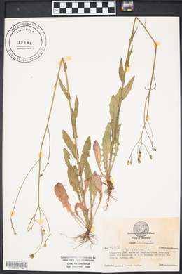 Crepis pulchra image