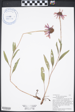 Echinacea angustifolia image