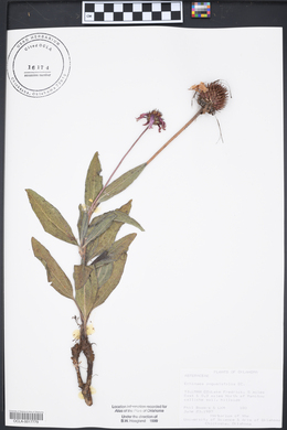 Echinacea angustifolia image