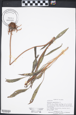 Echinacea angustifolia image