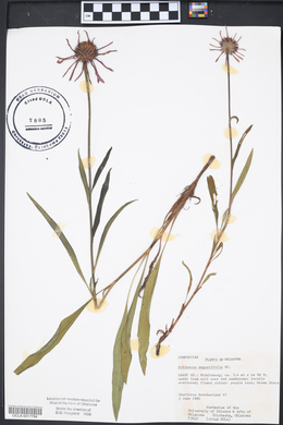 Echinacea angustifolia image