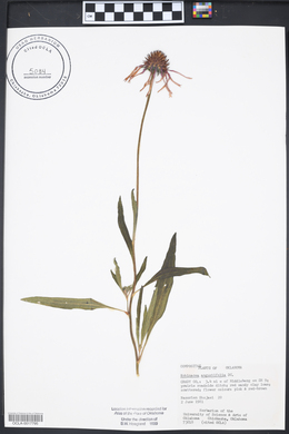 Echinacea angustifolia image