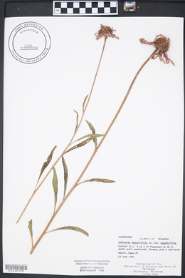 Echinacea angustifolia image
