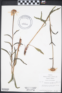 Echinacea pallida image