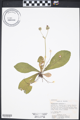 Elephantopus tomentosus image