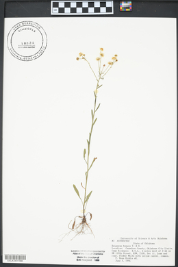 Erigeron tenuis image