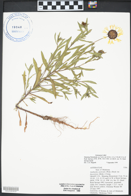 Gaillardia aestivalis image