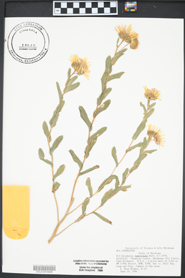 Grindelia lanceolata image