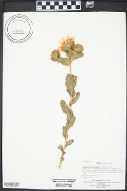 Grindelia squarrosa image