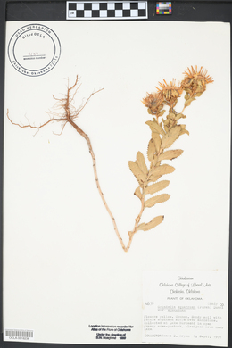 Grindelia squarrosa var. squarrosa image