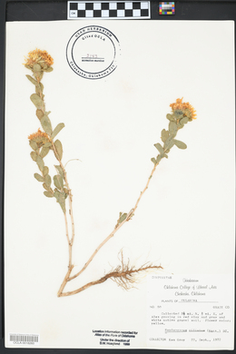 Grindelia ciliatus image