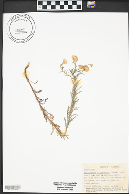 Croptilon divaricatum image