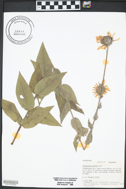 Helianthus mollis image