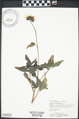 Helianthus petiolaris image