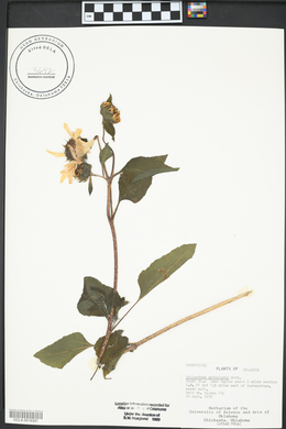 Helianthus petiolaris image