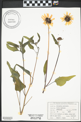 Helianthus petiolaris image