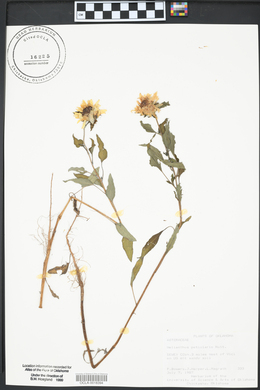 Helianthus petiolaris image