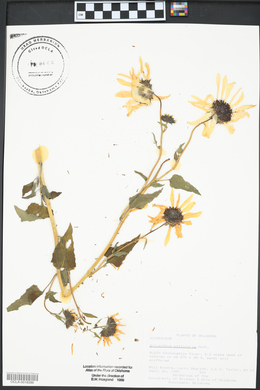 Helianthus petiolaris image